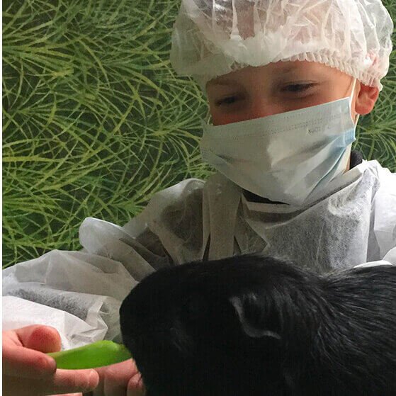 Jeune enfant portant un masque hygiénique et une charlotte donnant à manger un haricot plat à un cochon d'Inde noir à poils ras